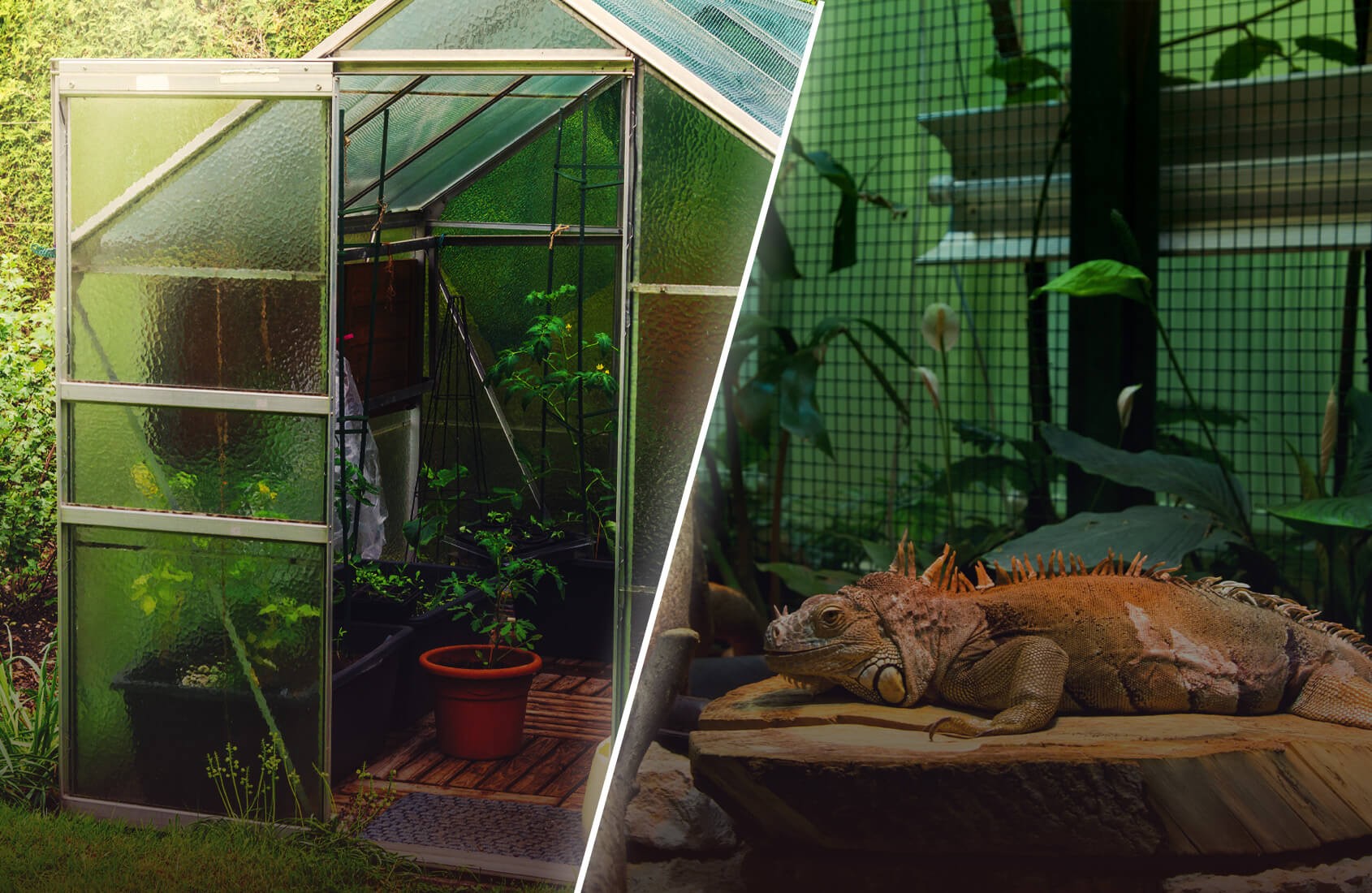 BleBox tempSensor DIN BleBox tempSensor DIN - czujnik temperatury do instalacji w szklanym domeku ogrodowym